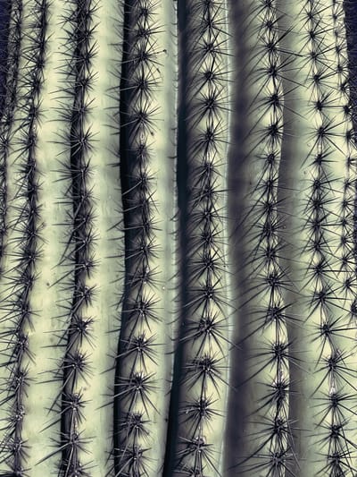 شركة مكافحة طيور الحمام