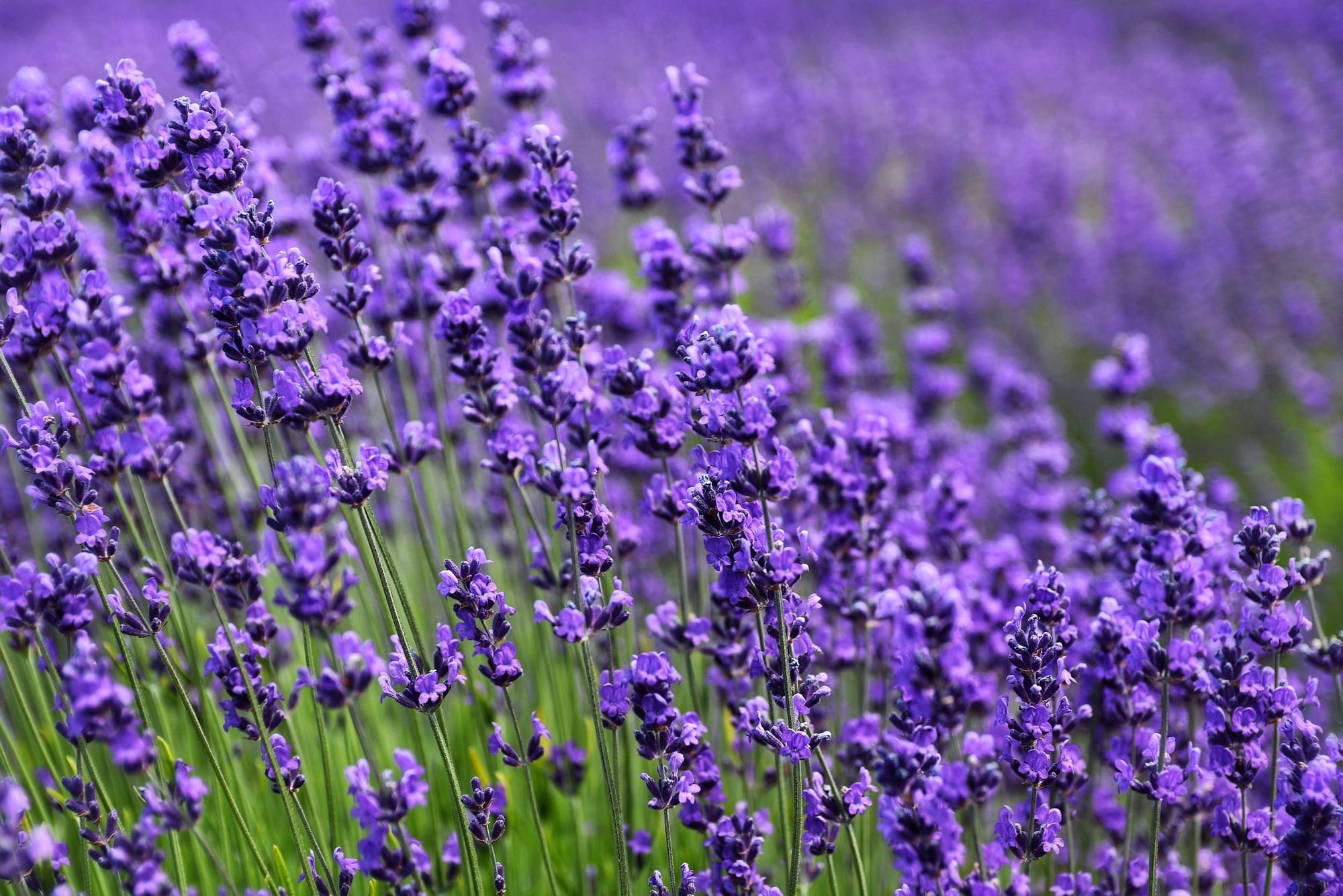→Desperte os Sentidos: Dominando a Arte da Lavanda com Sabonetes Artesanais em Barra!