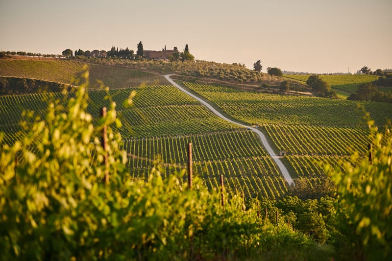 Vineyards and Farming