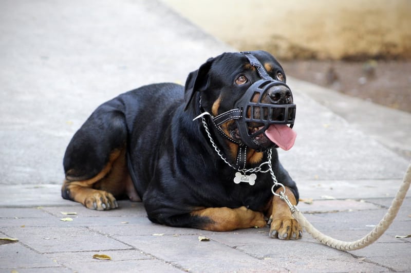 Déclaration chiens dangereux