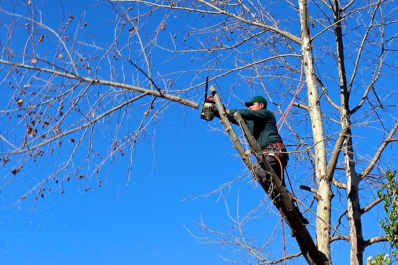 Pruning & Maintenance