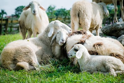 Animales y Su Capacidad de Amar