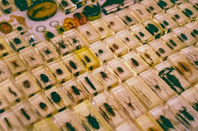 شركة مكافحة حشرات في الشامحة