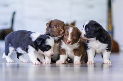 The Ultimate Puppy Guide