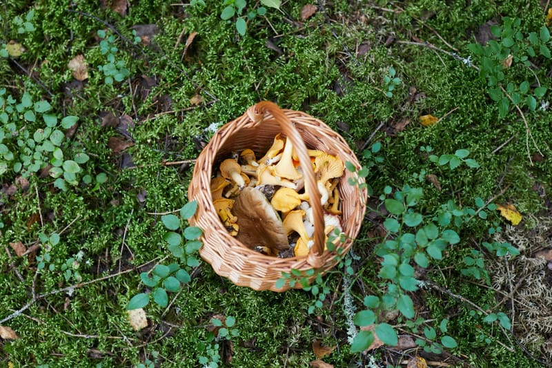 What are Adaptogenic Mushrooms and Why Are They Beneficial?