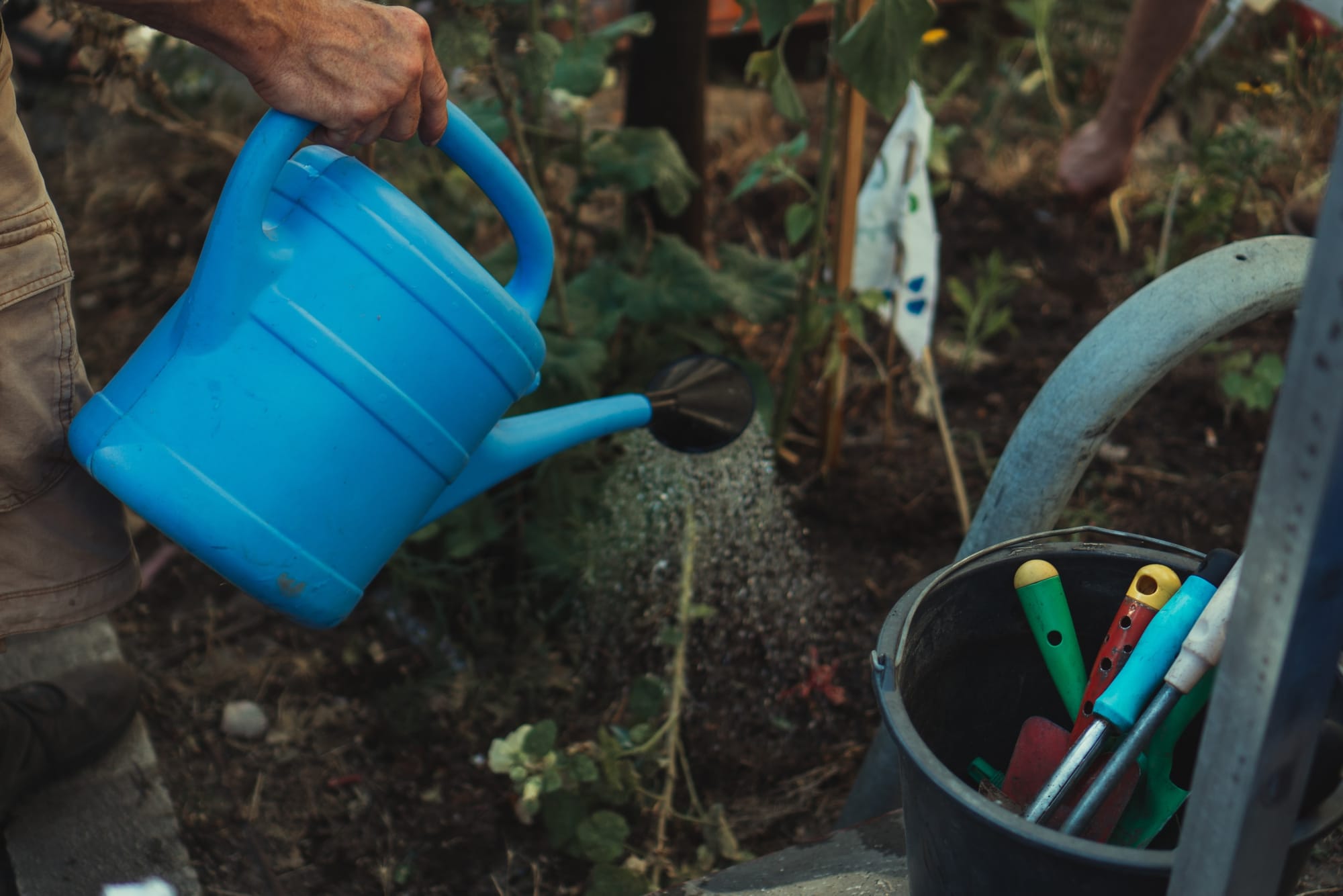 Watering and Maintenance