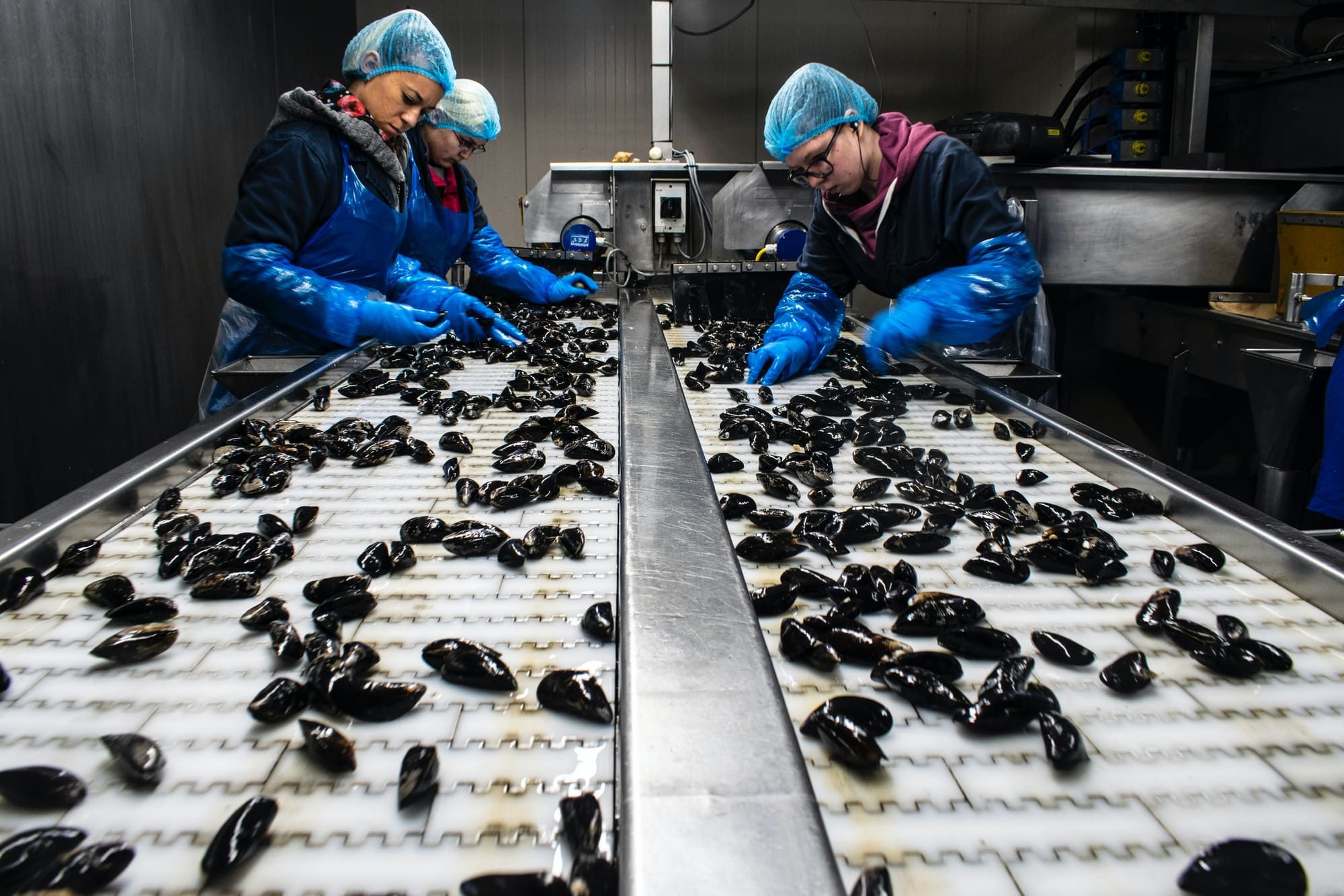 ВАЖЛИВІСТЬ ПЕСТ КОНТРОЛЮ ДЛЯ ОПЕРАТОРІВ РИНКУ ХАРЧОВИХ ПРОДУКТІВ: ЗАБЕЗПЕЧЕННЯ БЕЗПЕКИ ТА ЯКОСТІ.