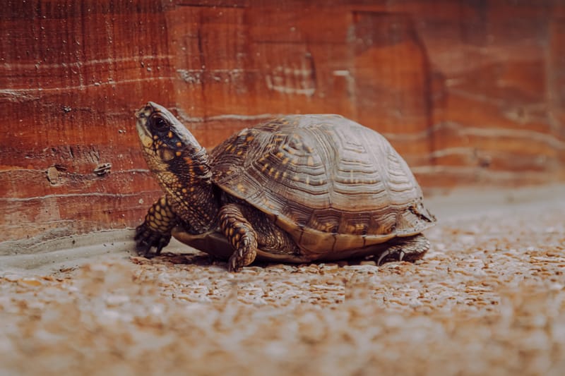 Slow and Steady Wins the Race