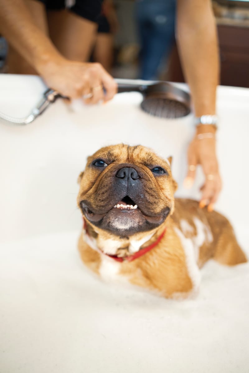 PET SPA SERVICE