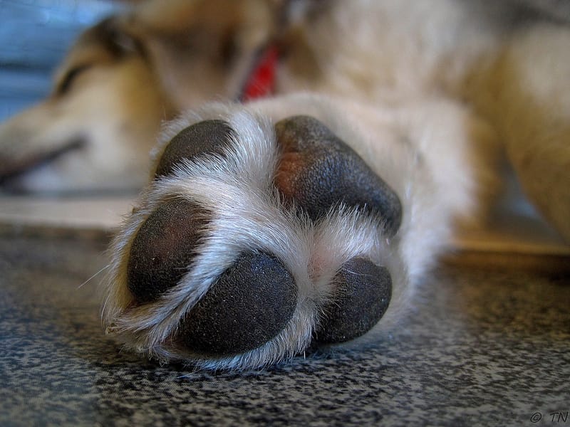 Paw Pad Treatment