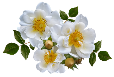 صبحية مع الربّ