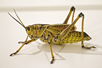 Locust