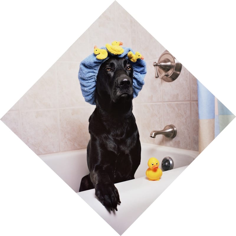 Basic Grooming Add-On Services