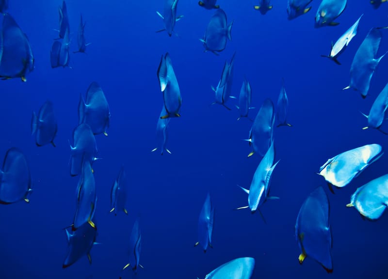 بسبب الزئبق... ما هي أخطر أنواع الأسماك؟