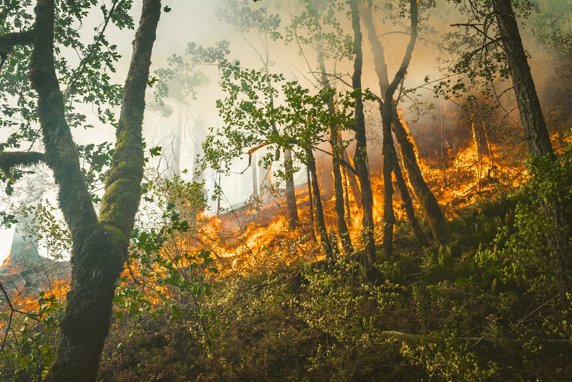 El Azote de los incendios en España