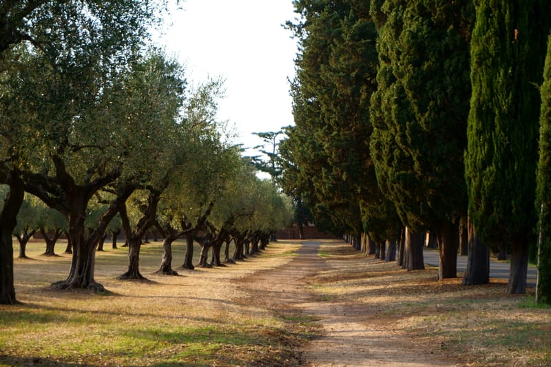 VISITAS A OLIVÍCOLA