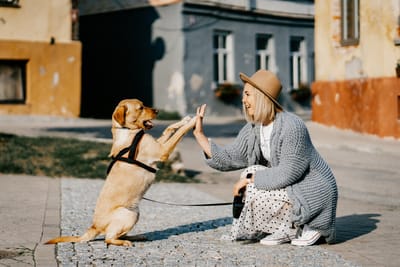 Aucun Refuge ou Association ne peut se prétendre propriétaire "à vie" d'un chien (ou chat)