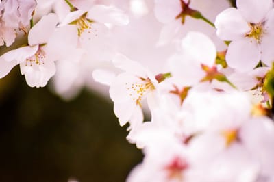 גישת הרפואה הסינית המסורתית לתת-פעילות של בלוטת התריס