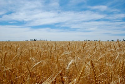 Essai sur blé avec l'INTA Argentine (Campagne 2015 et suite de l'essai SOJA du 2014-15 sur même parcelle)