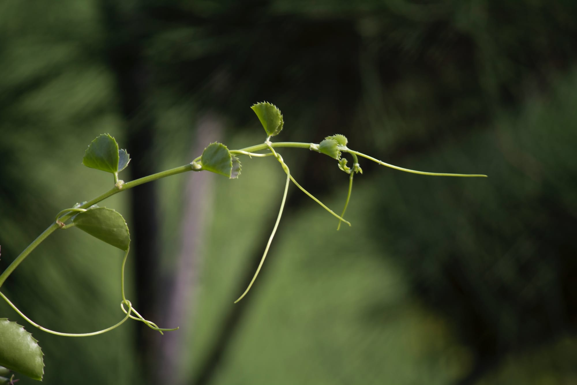 Dvärgbläddra (Utricularia minor) – Den dolda jägaren i våra myrar