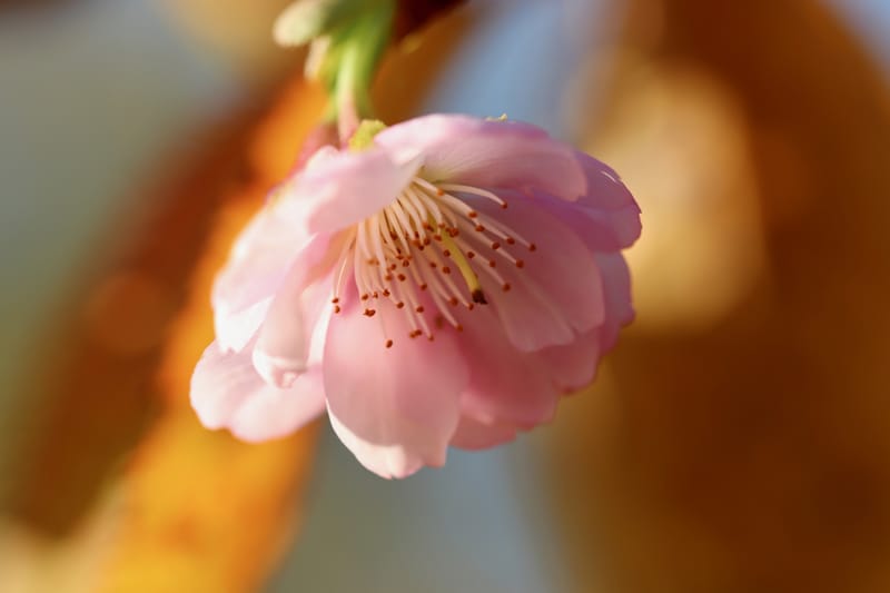 Maia's Friday EMDR Consultation Group 2.21.25