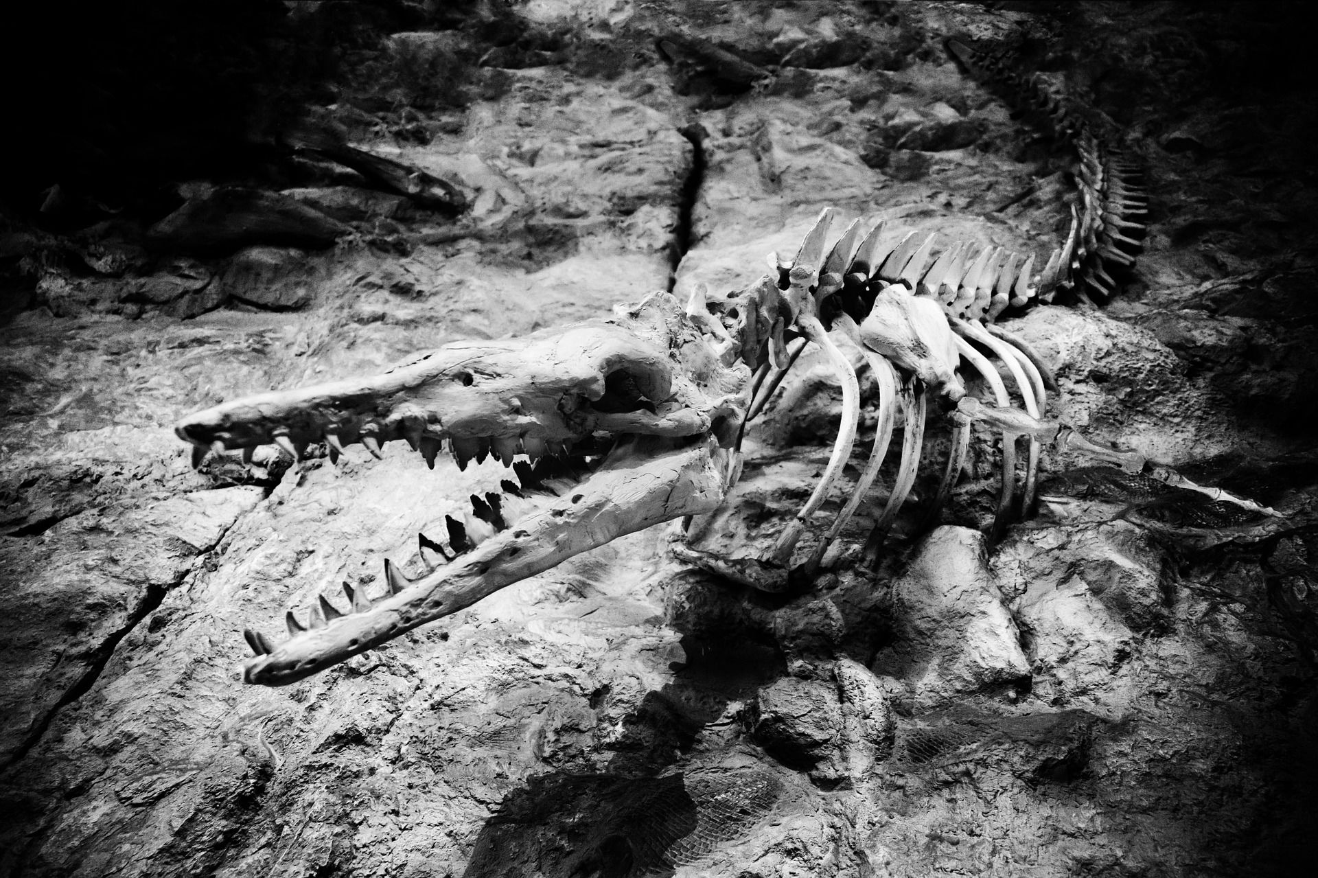 Qu'est-ce qu'un fossile ?