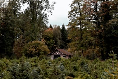 900 Millionen für den Klimaschutz im Wald