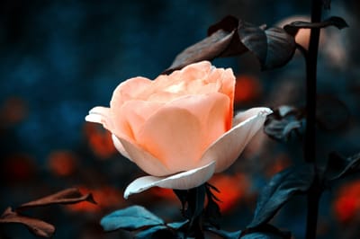 صبحية مع الربّ