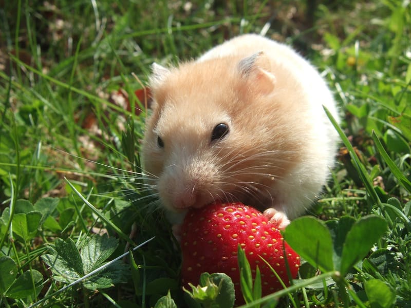 Hamsters