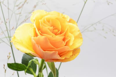 صبحية مع الرب