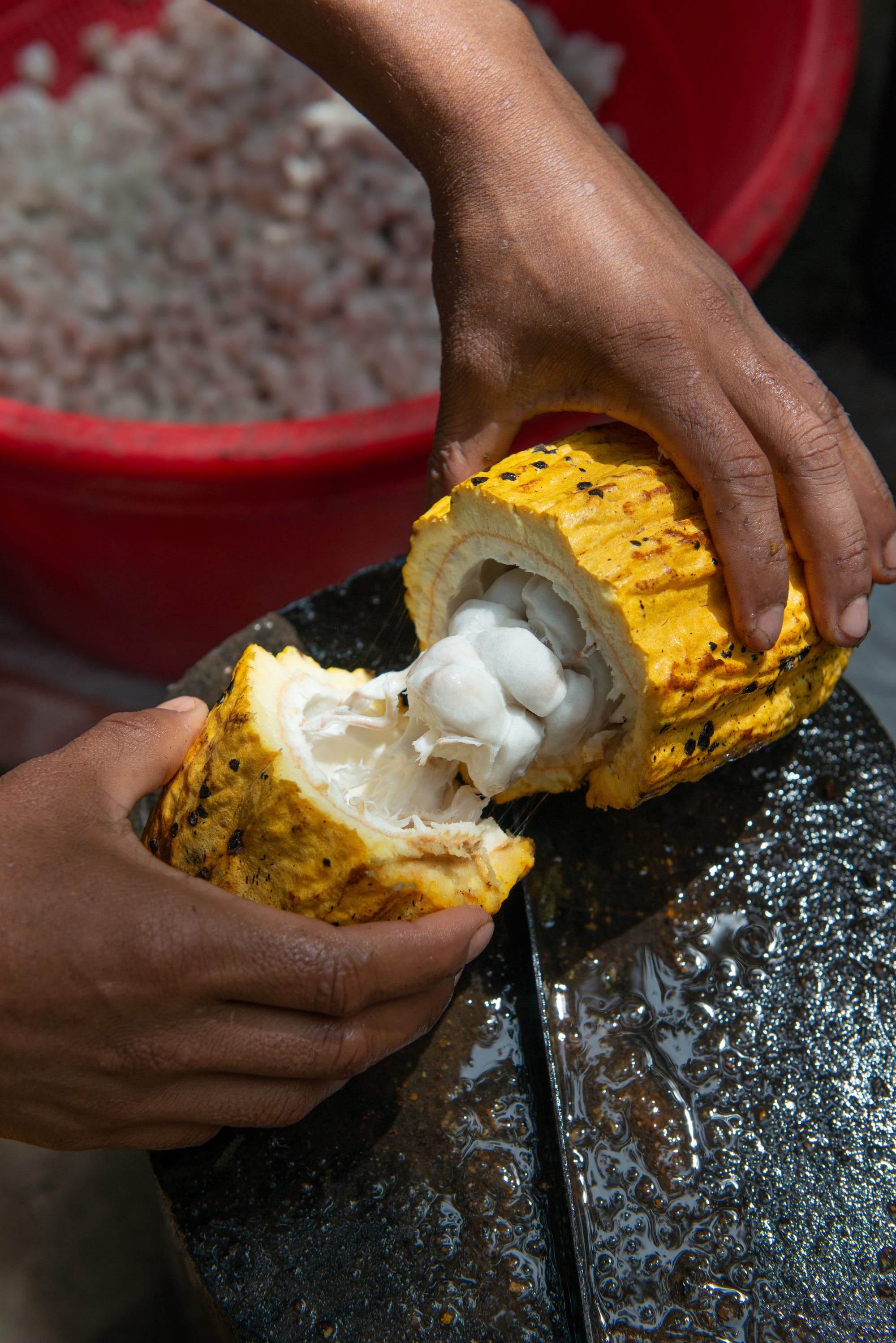 Cacao Butter