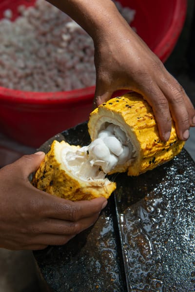 Cacao Butter
