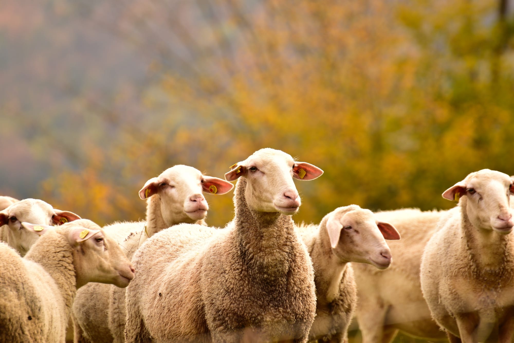 Don't be a sheep, be a contrarian