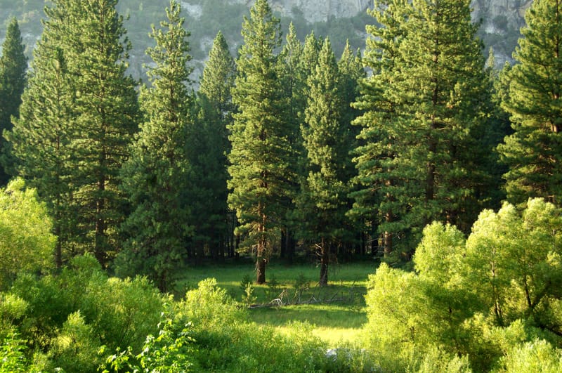 La filière bois