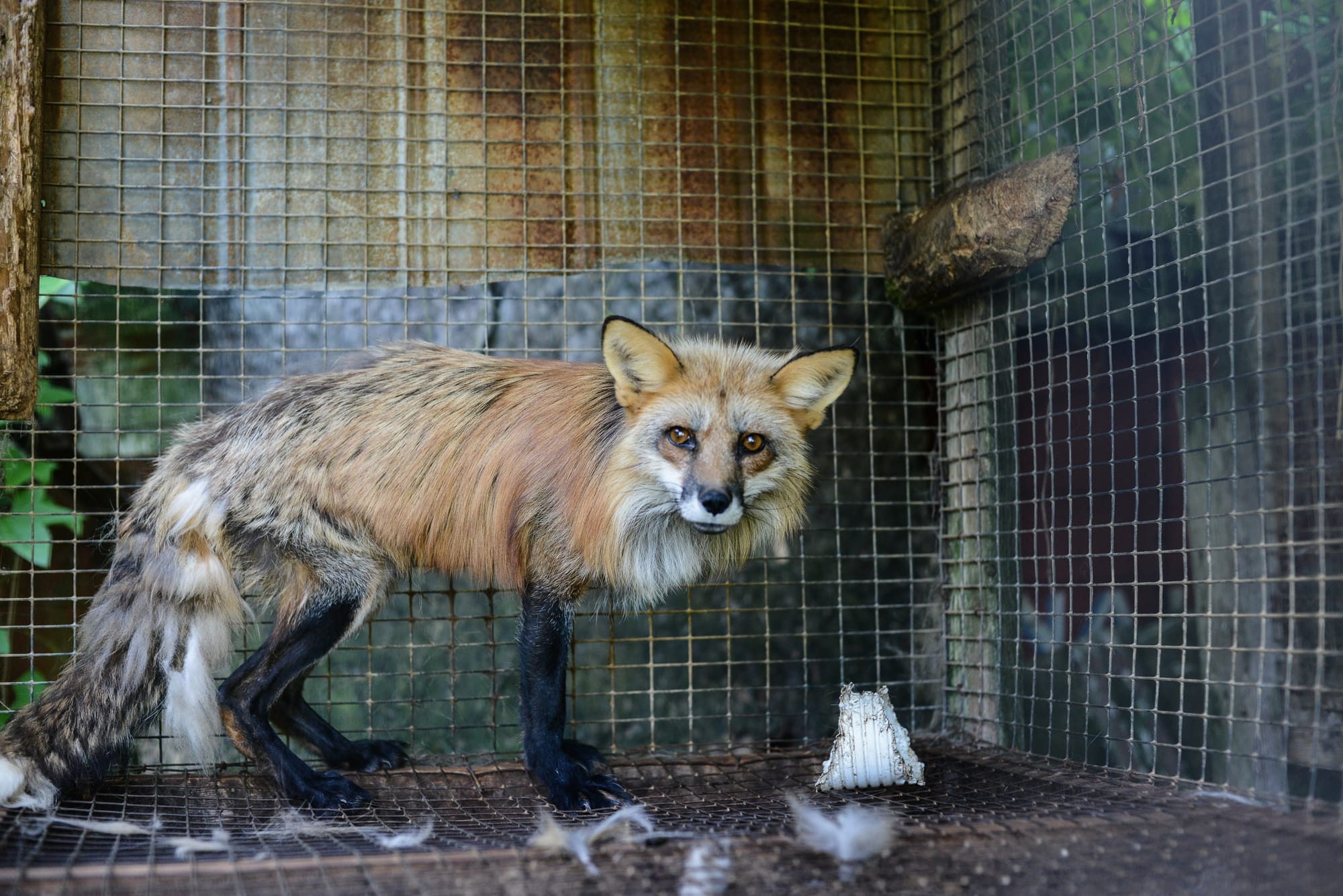 Animals Abuse: Laws & Standards
