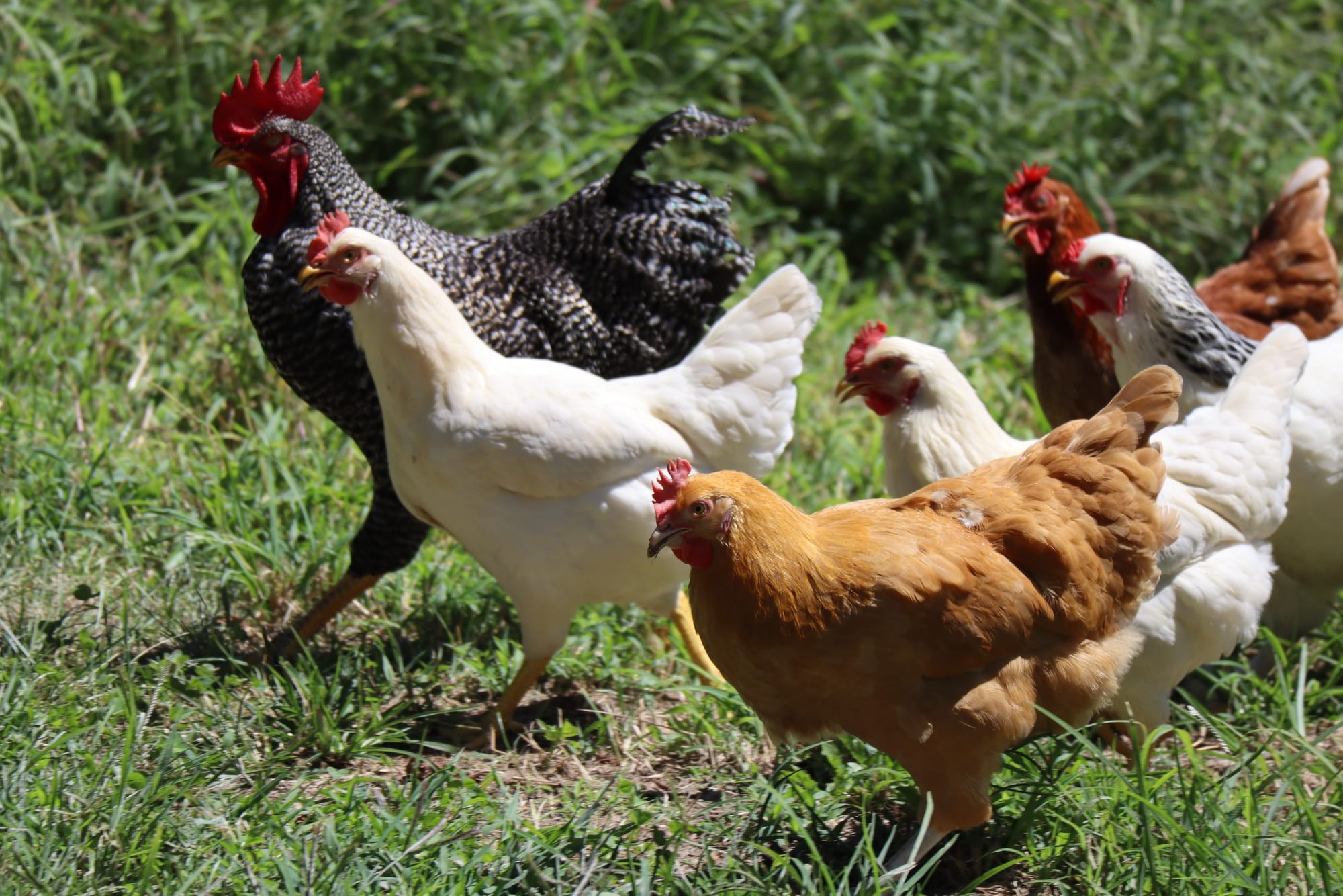 A Complete Guide to Raising Backyard Chickens in 7 Chapters