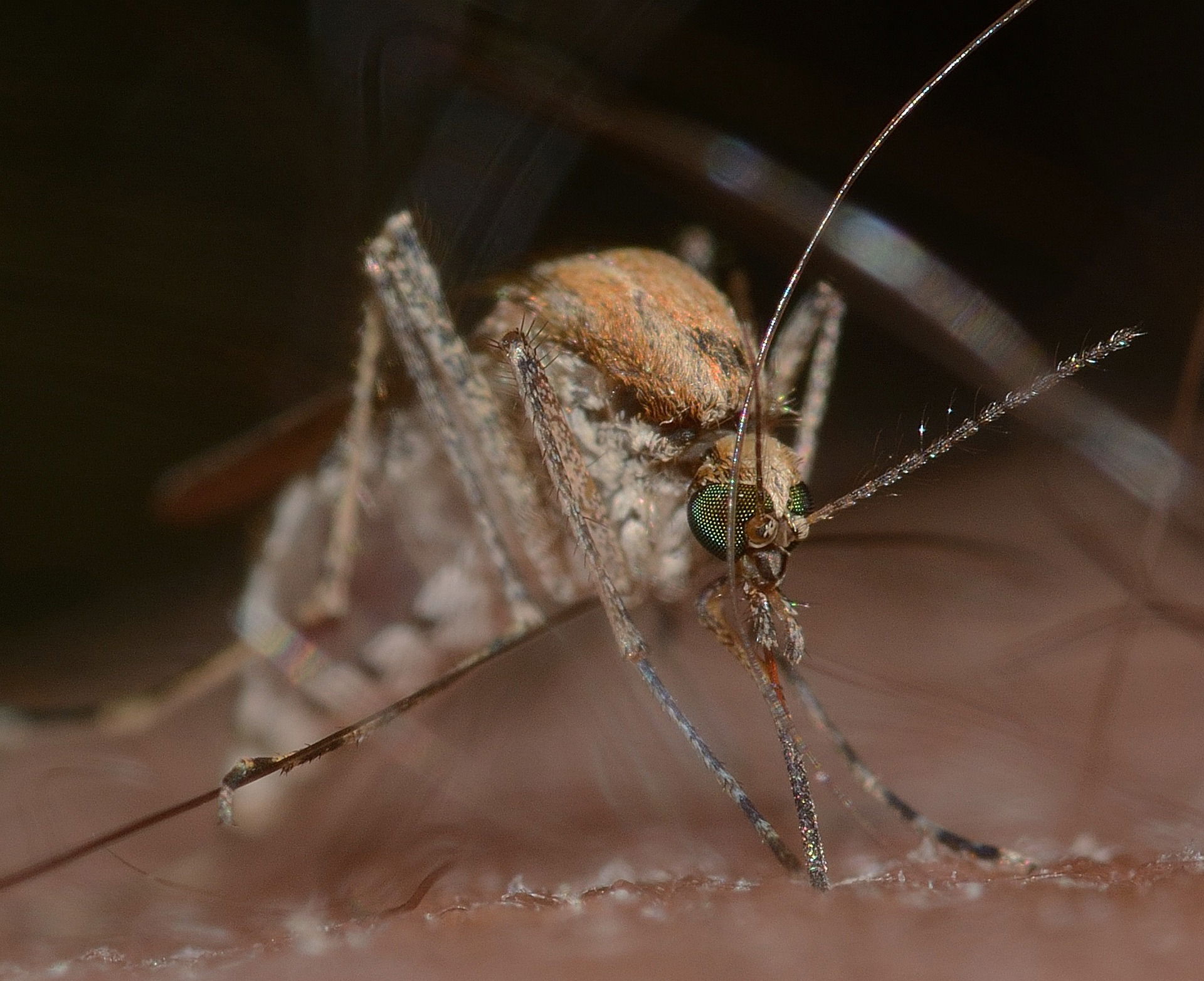 Using Environmental Cues and Machine Learning to Model Culex Mosquito Density in Metro Philadelphia