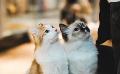 Leaving your Cat at Home? How long is too long?