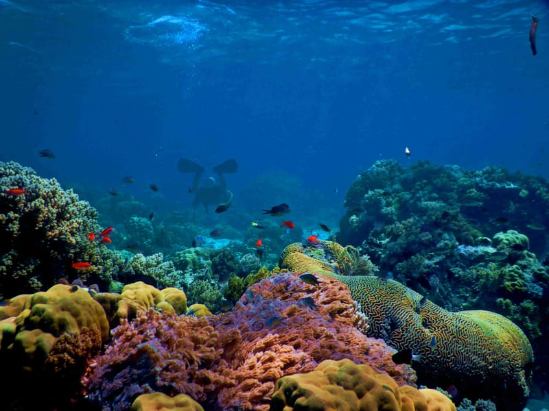 Aniamls from the Ocean Ocean