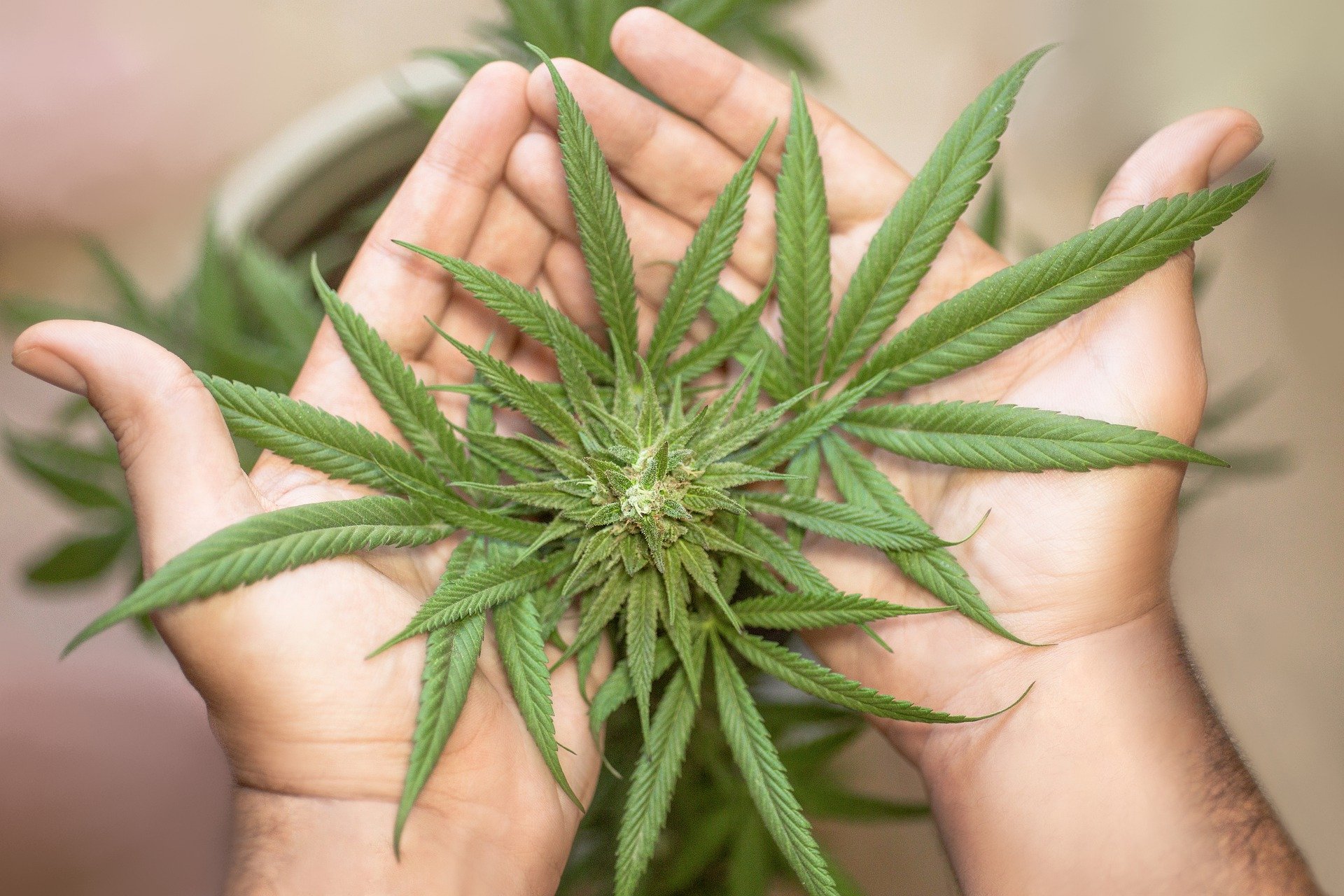 Cannabis reduz sintomas do Parkinson em aposentado de SC