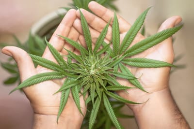 Cannabis reduz sintomas do Parkinson em aposentado de SC