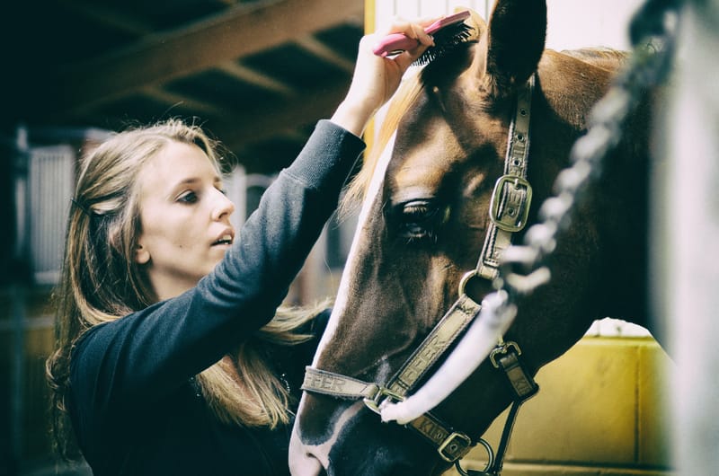 Locations cheval/poney avec enseignement