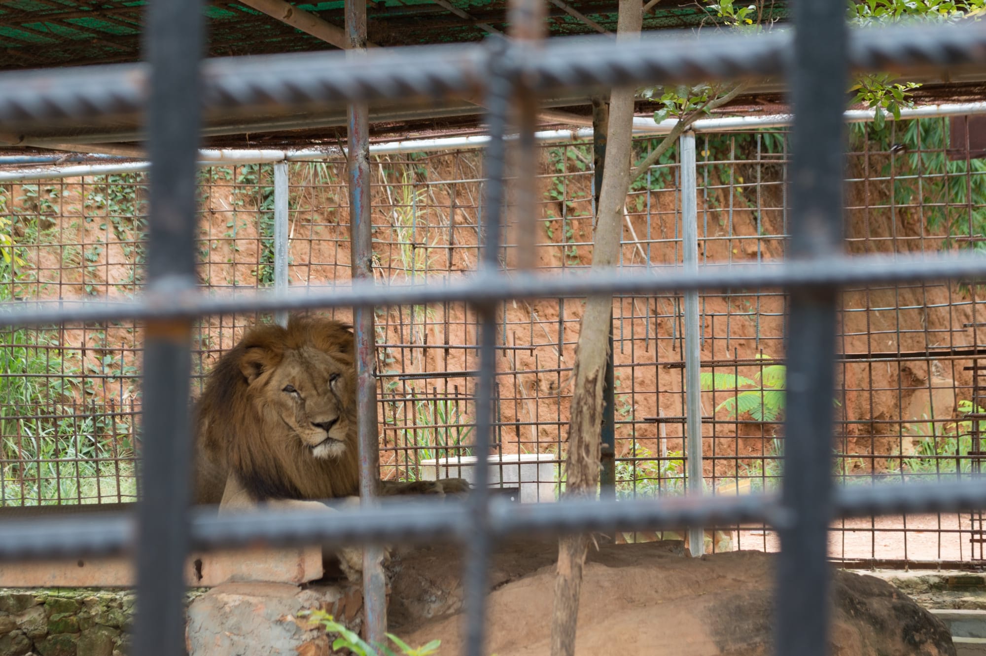 How Important Is It To Stop Animal Abuse