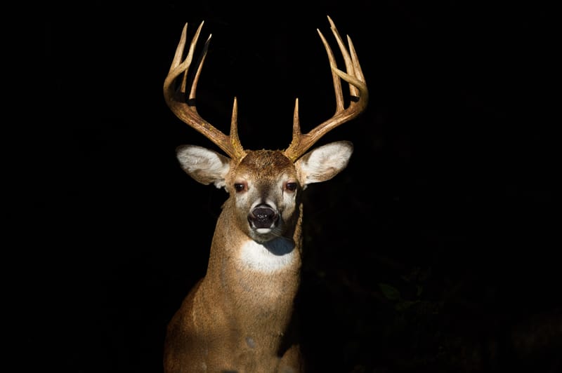 THERMAL DRONE DEER RECOVERY