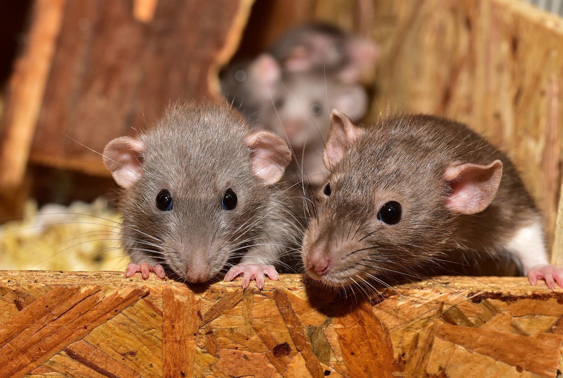 Rats : la hausse alarmante du nombre d'interventions contre les rongeurs