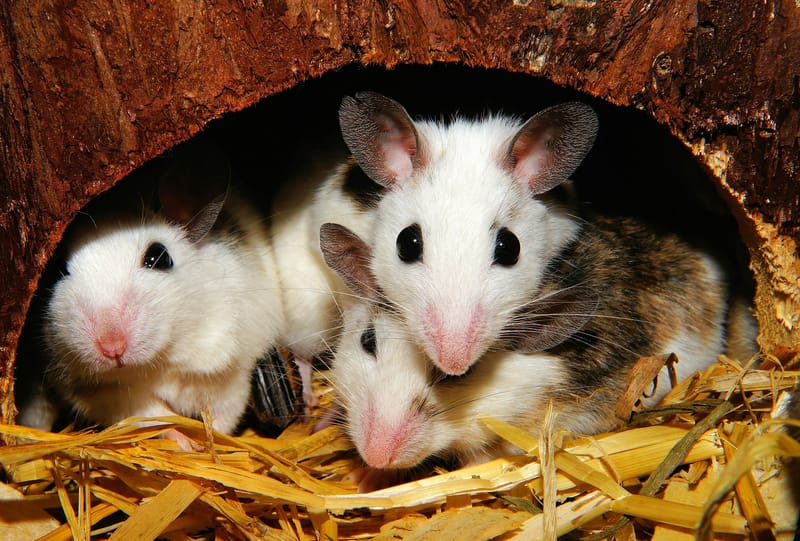 MICE