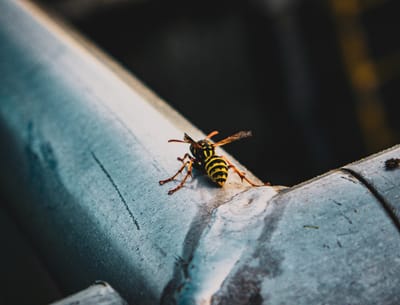 wasp control image