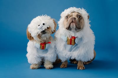 Adorable Dog Costumes: Creating a Paw-sitively Fun Look!
