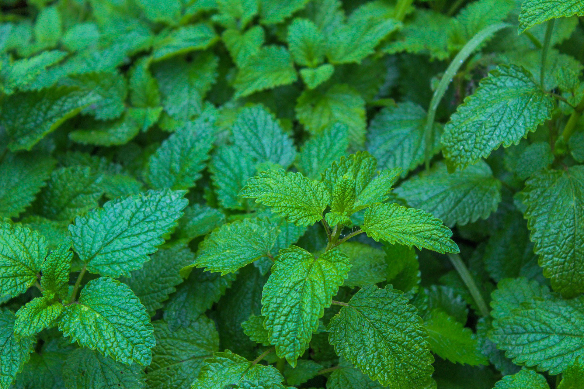Hjärtansfröjd (Citronmeliss): En resa genom historia, matlagning och läkekonst
