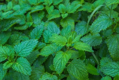 Hjärtansfröjd (Citronmeliss): En resa genom historia, matlagning och läkekonst